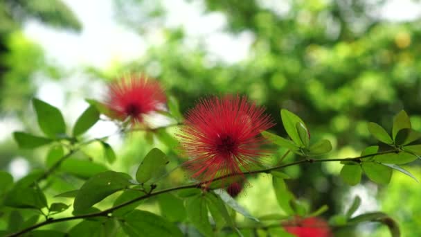 Calliandra Hematocephala Kwiaty Kwitną Ogrodzie One Czerwone Płatków Kształcie Włosów — Wideo stockowe