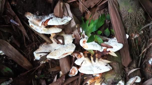 在潮湿的森林地区的枯树的底部生长着松果 颜色是白色的 有一个任意形状的蘑菇冠 — 图库视频影像