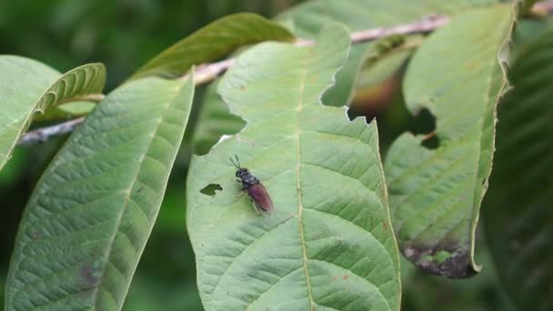 果蝇种类Eriocampa Juglandis栖息在花园绿叶表面 — 图库视频影像