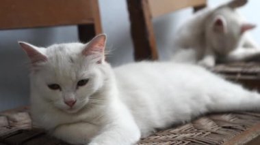 Beyaz kedi ahşap sandalyede yakın çekim videosunda