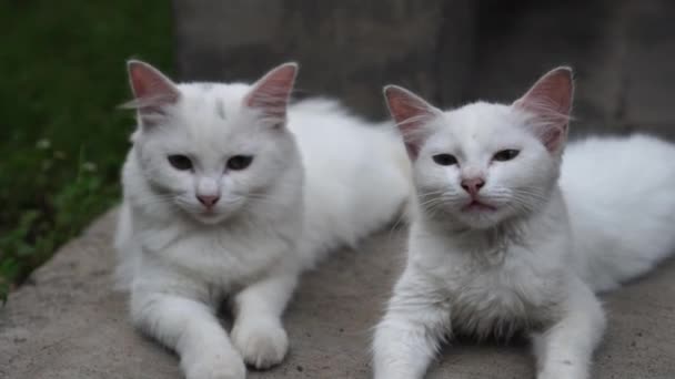 Белая Кошка Лежала Полу Потом Встала Пошла — стоковое видео