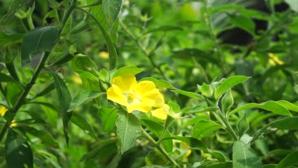 Ludwigia Peruviana Kwiaty Ogrodzie Żółte Kwiaty Grube Zielone Liście Poruszają — Wideo stockowe