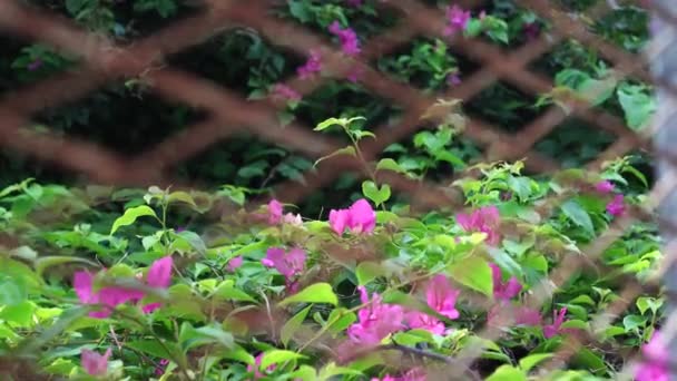Bougainvillea Kwiaty Ogrodzie Płotem Kołysane Wietrze — Wideo stockowe