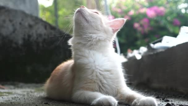 Gato Cinza Estava Sentado Chão Movendo Cabeça Para Olhar Para — Vídeo de Stock