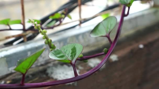 Roter Ceylonspinat Garten Oder Basella Rubra Hat Grüne Blätter Mit — Stockvideo