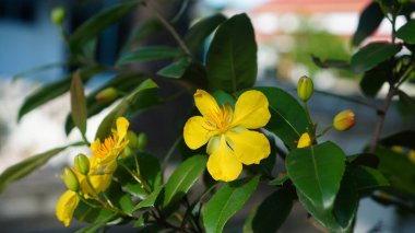 Ochna tamgerrima türünün çiçekleri bir ağaçta çiçek açıyor bahçede taze yeşil yaprakların arka planına karşı.