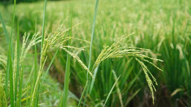 Tarlada hasattan önce pirinç, tohumlar parlak yeşildir ve yoğun demetler aşağı sarkmaktadır.