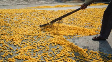 a worker dries ripe corn kernels on the floor using a tool made of wood clipart