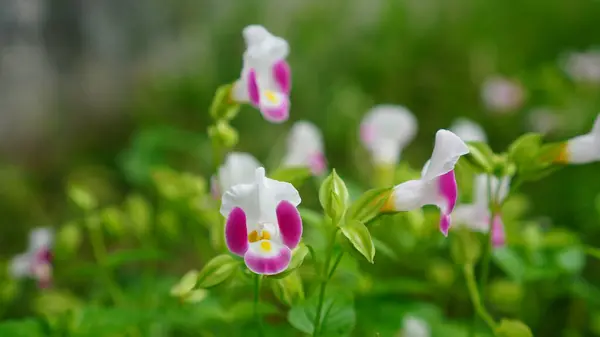 Lades kemiği çiçeği ya da Torenia Fournieri bulanık bir arkaplan ile çiçek açıyor