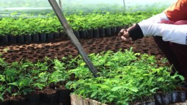 Poşetlere genç tohumlar ekme süreci çiftçiler tarafından çocuk yuvalarında veya seralarda gerçekleştiriliyor.