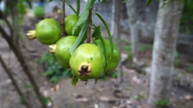 Olgunlaşmamış nar (Punica granatum) rüzgarla savrulan ağaç dallarından sarkan