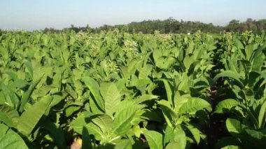 Tütün (Nicotiana tabacum) tarlası sabah yaprakların arasından hafif bir rüzgar esiyor.