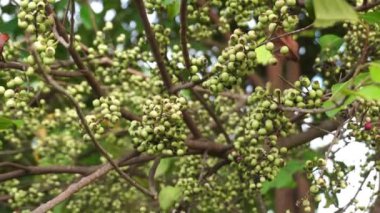 Ağaçtaki Syzygium polyanthum yeşil meyvesi rüzgârlı dalların yoğun dallarında. Bu meyve ve bitki Endonezya defne yaprağı olarak da bilinir..