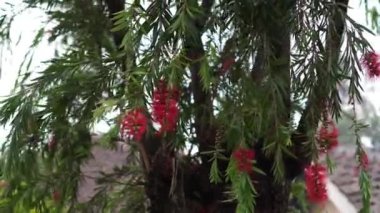 Ağaçta rüzgarda esen kırmızı çiçekler ve Melaleuca Citrina 'nın yoğun yeşil yaprakları. Bu tür şişe fırçası, kırmızı şişe fırçası, limon şişe fırçası, limon kokulu şişe fırçası olarak bilinir..