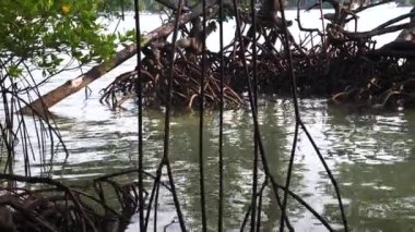 Yoğun bir mangrov ormanında yüksek gelgitte deniz suyu kökleri yüzeyde sıkıca gömülüdür.