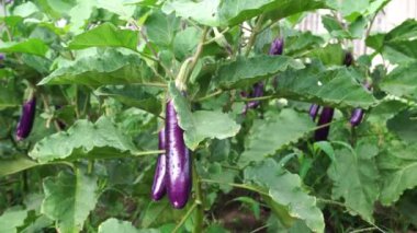 Bahçedeki bol meyveli mor patlıcan (Solanum melongena), parlak deri yüzeyi ve gür yeşil yapraklarla ağaçta asılı duran uzun silindir şeklindedir. Bu sebze ve meyve Brinjal, Patlıcan ve Patlıcan olarak da bilinir..