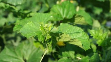Bahçede yeşil yaprakları olan taze kavun bitkileri ve yaprakların tepeleri yukarıya doğru yükseliyor.
