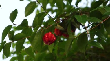 Kırmızı meyveli ve yoğun yeşil yapraklı Eugenia Uniflora rüzgârda. Bu türün adı Surinam Cherry, Cayenne Cherry, Chermai Belanda, Red Brazil Cherry ve Brazilian Cherry 'dir..