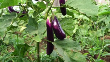 Ağaçtaki Solanum melongena, rengi mor, şekli parlak yüzeyi olan uzun silindir ve dallarda asılı. Bu türlere ayrıca Patlıcan, Patlıcan, Gine kabağı ve Brinjal da denir..