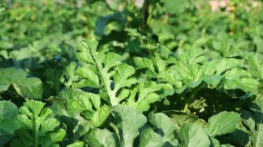 Bahçede yetişen yeşil karpuz yapraklarının arka planı