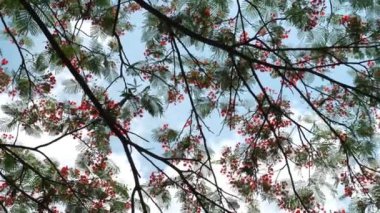 Delonix regia çiçekleri ve yaprakları bir ağaç dalında, kırmızı yaprakları ve yoğun yaprakları rüzgarda sallanıyor. Bu tür aynı zamanda Flamboyant ve Royal poinciana olarak da bilinir..