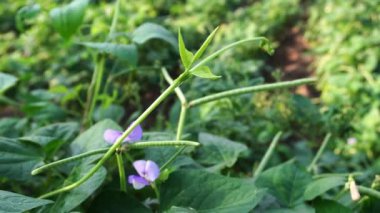 Vigna unguiculata subsp unguiculata bitki türleri yüksek ağaç tepeleri, güzel çiçekler ve genç kapsüllerle tarlalarda yetişiyor. Ayrıca Cowpea, Black-eyes ve Southern Bezelye olarak da bilinir..