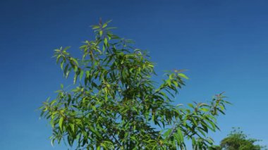 Salix amigdaloides bitkisinin yeşil yapraklı dalları mavi gökyüzü arka planına hafif bir esinti esiyor. Aynı zamanda şeftali yapraklı söğüt olarak da bilinir..