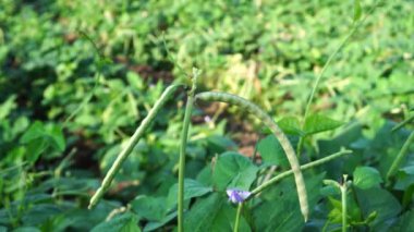 Olgun fasulye kabukları Vigna unguiculata subsp. bir sebze bahçesindeki bir ağaçta yeşil bir yaprak zeminine karşı. Bu tür inek bezelyesi, börülce veya güney bezelyesi olarak bilinir..
