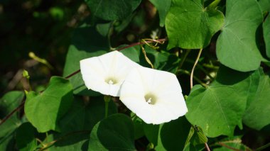 Bitki türü Convolvulus arvensis 'in çiçekleri, bir ağacın arka planındaki yeşil yapraklara yakın plan çekimlerinde çiçek açarlar. Bu türün adı da Field bindweed..