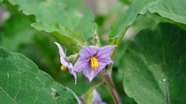 Yeşil yaprakların arasında açan bir patlıcan çiçeğinin yakınında, taç yaprakları mor renktedir ve ortasında sarı bir karaçam bulunur.
