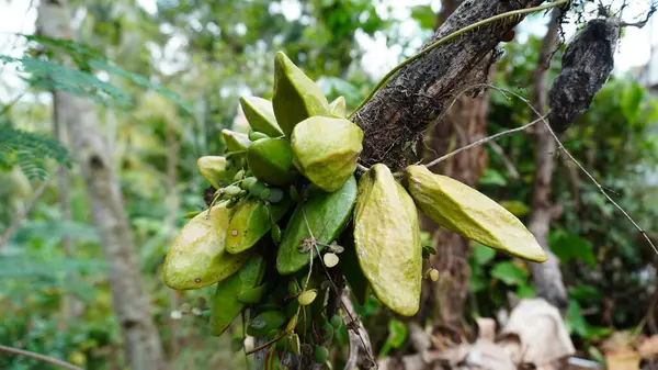 Dischidia Major Vine, ormanın zümrüt renkleri arasında Dischidia Major 'ın dokulu sarmaşığı doğal güzelliklerle parlar. Bu tür Malezya Vazo Vine olarak da bilinir..