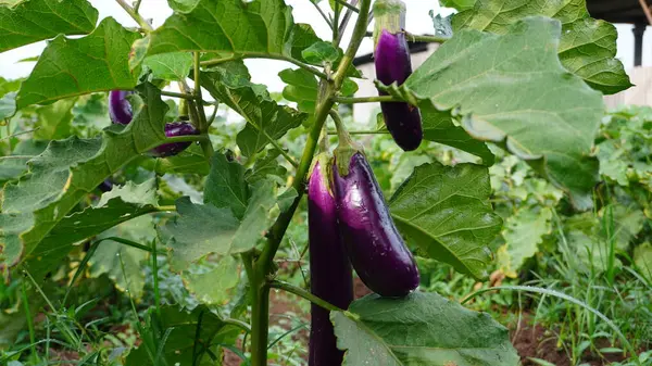 Bahçedeki bol meyveli mor patlıcan (Solanum melongena), parlak deri yüzeyi ve gür yeşil yapraklarla ağaçta asılı duran uzun silindir şeklindedir. Bu sebze ve meyve Brinjal, Patlıcan ve Patlıcan olarak da bilinir..