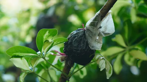 Torbaların bitki aşılama aracı olarak kullanılması, ağaç yetiştiriciliğinde toprakla doldurulmuş plastik ambalaj veya atıkların kullanımında yaratıcı bir yaklaşım olarak ortaya çıkar..