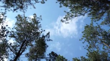 Bitmek bilmeyen çam ağaçları bulutlu bir gökyüzüne doğru uzanır. Koyu yeşil yaprakları orman zemininin üzerindeki soluk gri tonlarla çelişir. Düşmüş iğnelerle süslenir..