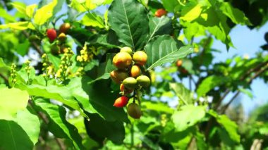 Fıstık ezmesi meyveleri (Bunchosia glandulifera) sık kümeler üzerinde asılı yeşil, kırmızı ve turuncu renkler, yemyeşil yapraklar arasında hafif hafif sallanıyor..