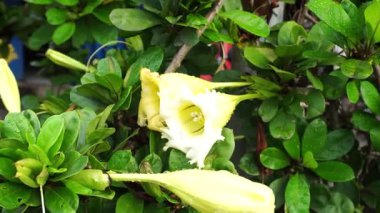 Trompet şeklinde Showy Kadeh Sarmaşığı (Solandra grandiflora) çiçekleri yapraklı, yemyeşil bir ağaçta çiçek açar. Bahçede yakın plan bir videoda, yaprakların yapraklarla olan zıt rengini vurgular..
