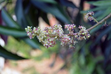 Yeşil arka planda beyaz ve pembe küçük çiçekler
