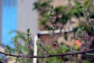 Yeşil arka planda beyaz ve pembe küçük çiçekler