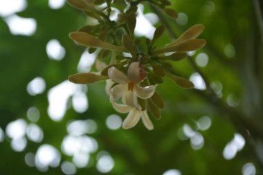 Sabah açan papaya çiçekleri.
