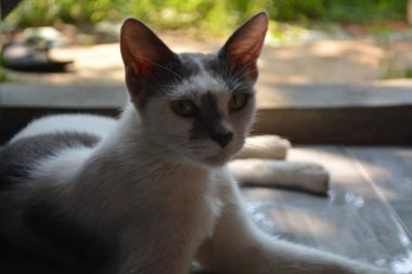 Yüzünde benzersiz bir doğum lekesi olan beyaz bir kedi.