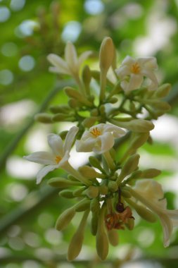 papaya flowers that bloom in the morning clipart