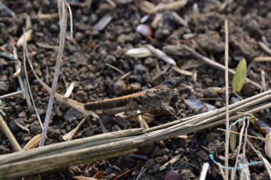 Kahverengi çekirgeler kendilerini kahverengi topraklarda gizlerler.