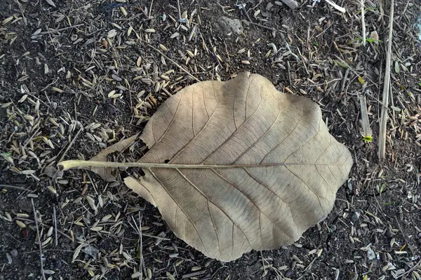 Dry leaves are brownish yellow on dry soil