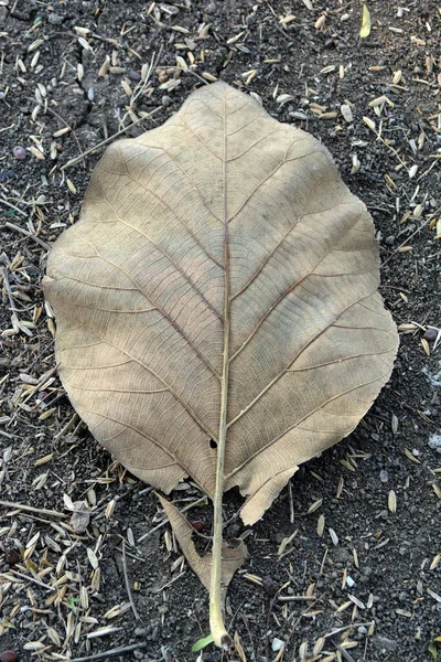 Dry leaves are brownish yellow on dry soil