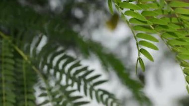 Ağaçların dallarında rüzgarda esen küçük yeşil yapraklar.