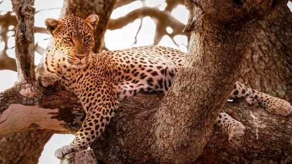 A leopard resting on tree
