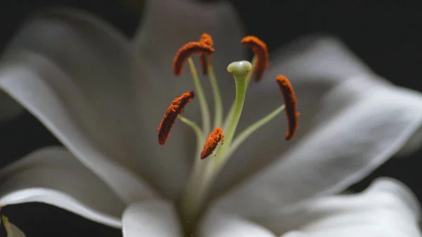 Beautiful White Flowers Growing Garden Summer — Stock Photo, Image