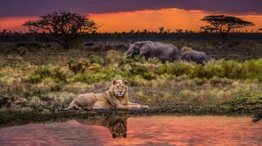 Günbatımında Afrika fili Kenya, Afrika 'da bir bozkırda