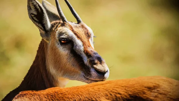 Plan Rapproché Une Gazelle Mâle Dans Herbe — Photo