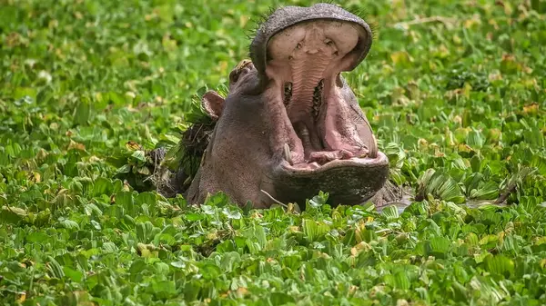 Grande Hipopótamo Grama — Fotografia de Stock